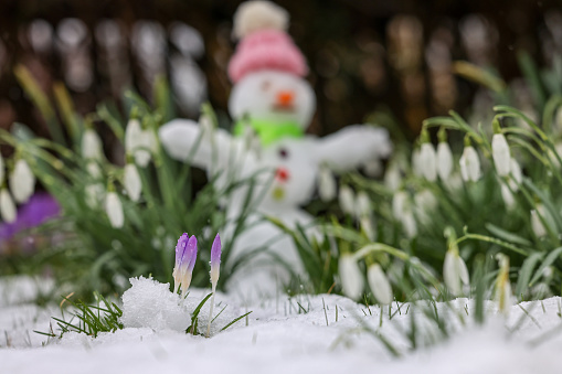 snowman in snowy spring garden