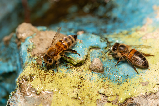 worker bees drinking water from droplets on a fountain rock