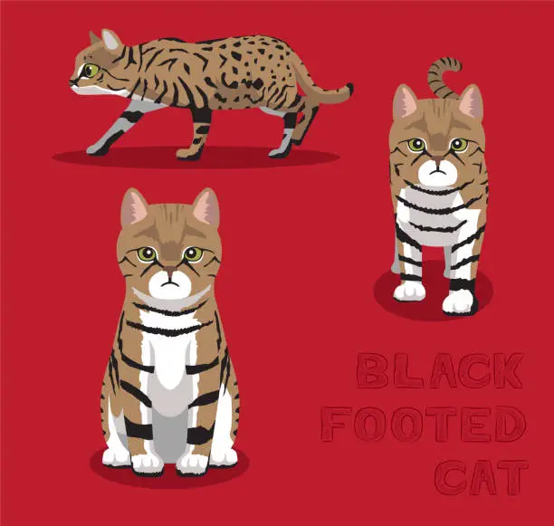 Vector illustration of Black-footed Cat Cartoon Vector Illustration