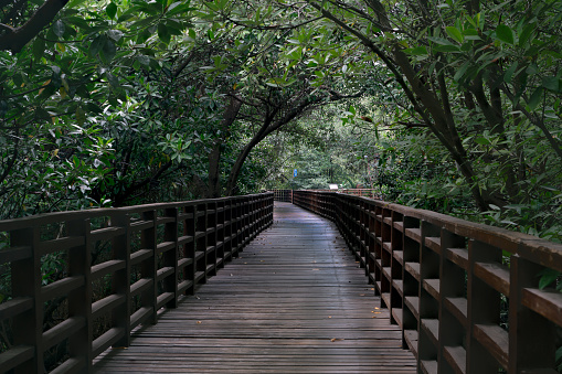 Wooden bridge for sightseeing in nature in the natural resources conservation area in Rayong.
