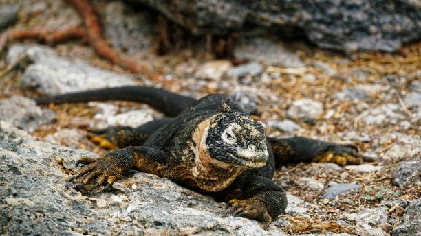 istock A Galapagos land iguana sunbathing on Plaza Sur Island 1962065628
