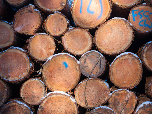 snow on logs of spruce wood in winter forest wait for transport