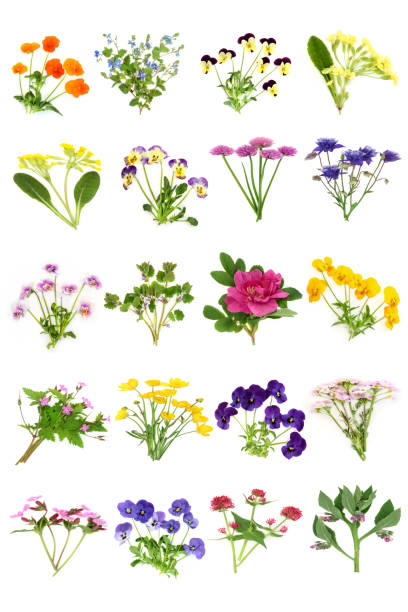 istock Spring Summer Edible British Flower Collection 1962070997