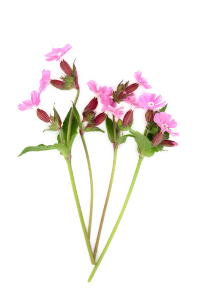 Red campion summer wildflower plant on white. Used in floral food decoration and natural herbal medicine. Treats internal bleeding, kidney disease,  ulcers, warts, digestive disorders, corns, stings. Silene dioica.