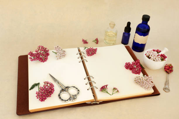 istock Achillea Herb Flower for Natural Herbal Remedies 1962073088