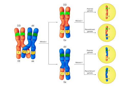 Crossing over vector. The exchange of DNA between paired homologous chromosomes. Genetics and genomics. Parental and recombinant gamete.
