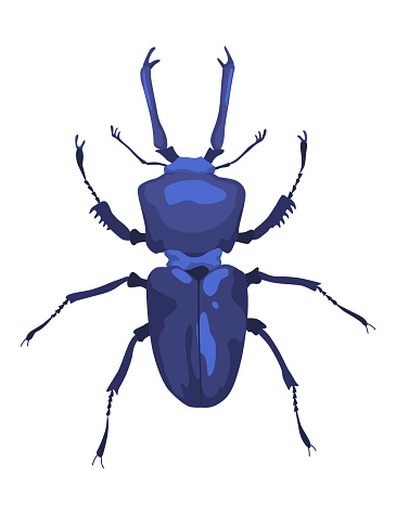Male European stag beetle. Lucanus cervus insect vector icon.