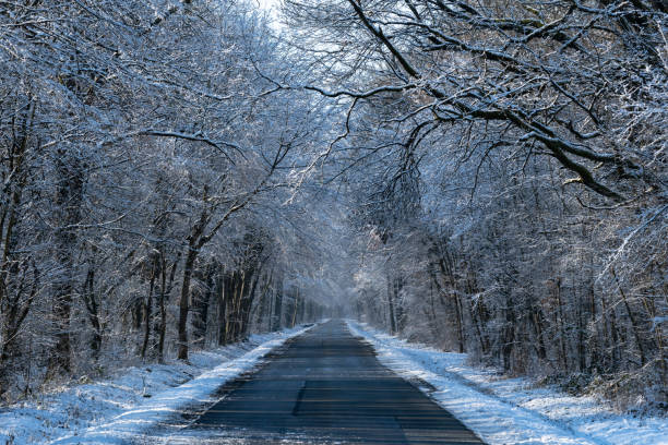Horizontal shot of a long empty road through snowy forest. Low angle view over an asphalt road with oak, spruce and birch trees covered with snow in the Dutch winter landscape