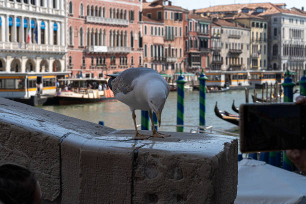A seagull is perched on the stone bridge of rio alto in Venice, Italy, tourists take advantage of the bird's proximity to take a picture of it with their smartphones.