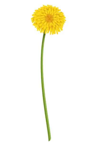 Vector illustration of Dandelion. Realistic yellow flower. Summer natural season element, beautiful grass. Vector icon illustration isolated on white background