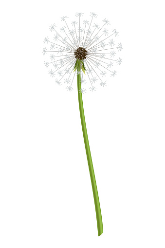 Dandelion. Realistic flower. Summer natural season element, beautiful grass. Vector icon illustration isolated on white background.