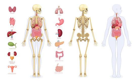 Explore human anatomy with a touch of creativity. This illustration features infographic elements on the female body.