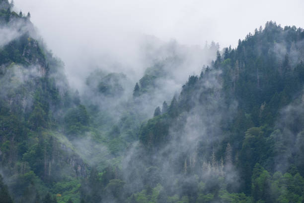 istock foggy forest, plateaus, high mountains 1962117636