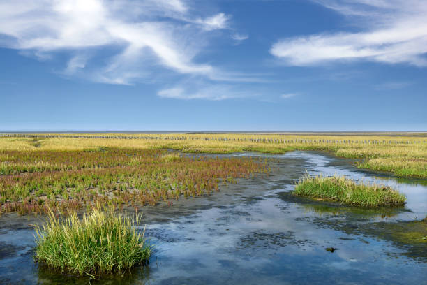 2,700+ Salt Marsh Grass Stock Photos and Royalty-Free Pictures