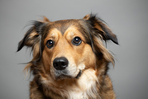 Close-up of Border Collie, 4 years old, in front of white background
