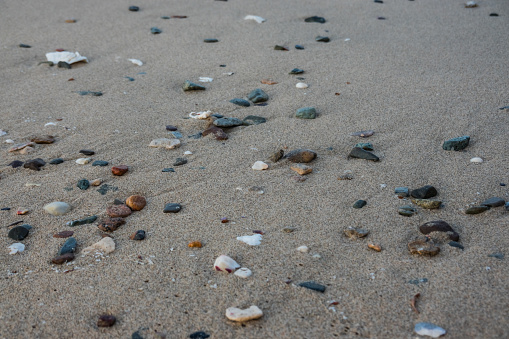 Seashell on sandy beach with copy space.