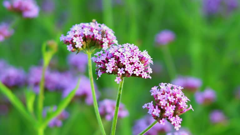 Verbena flowers blown by the wind