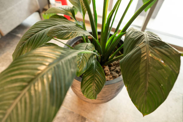 istock Potted plant in hallway 1962164403