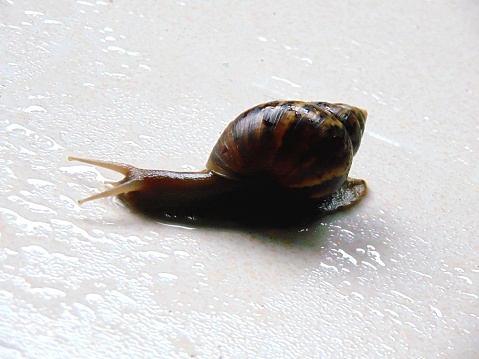 View of a snail on the marble surface after rain.
