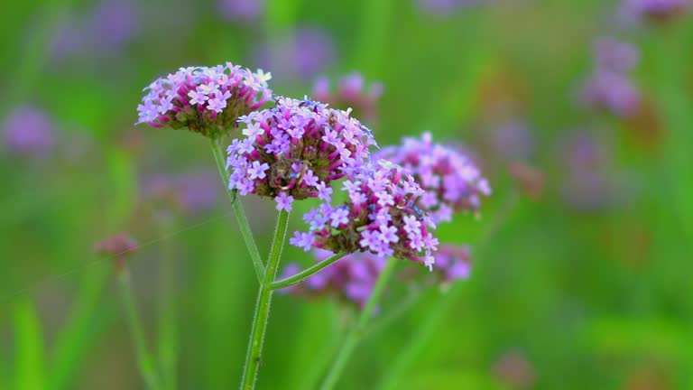 Verbena flowers blown by the wind