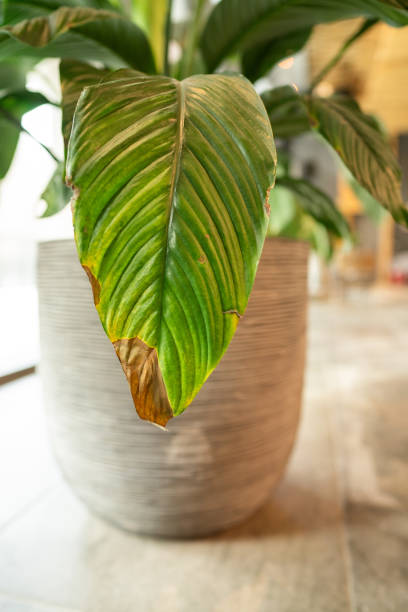 istock Potted plant in hallway 1962177474