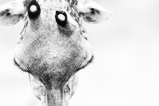 Black and white portrait of a giraffe. Close-up.  Giraffe in natural habitat.  Savannah of Amboseli, Kenya