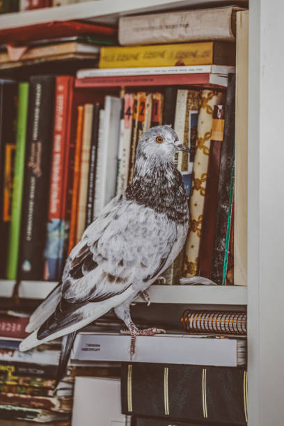 Portrait of a beautiful pigeon