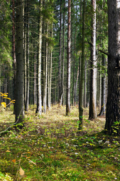 istock Coniferous forest on a clear sunny warm summer day 1962253429