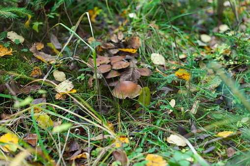 The forest in autumn