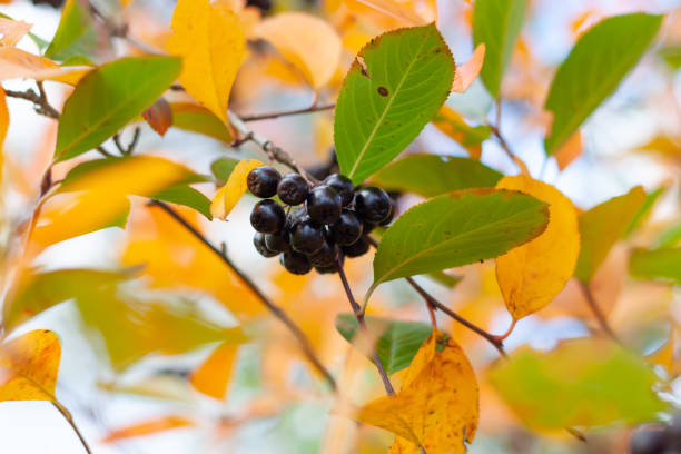 A bunch of chokeberry on a branch. Ripe chokeberry berries in the autumn garden against the backdrop of bright autumn foliage.