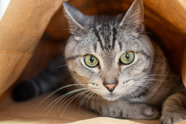 istock A cat that likes to crawl into paper bags 1962257691