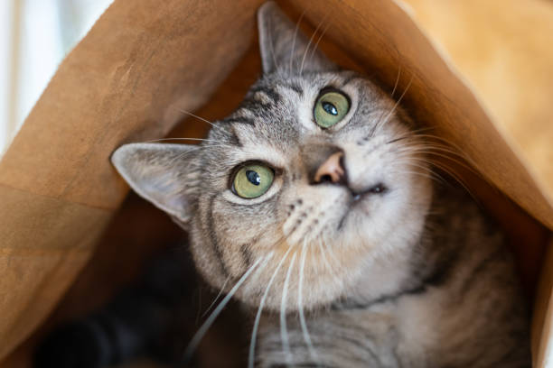 istock A cat that likes to crawl into paper bags 1962258193