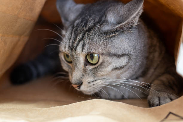 istock A cat that likes to crawl into paper bags 1962258204