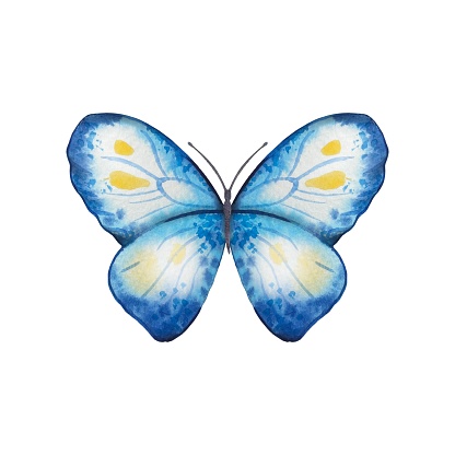 Hand drawn abstract butterfly in blue, yellow tones on a white background
