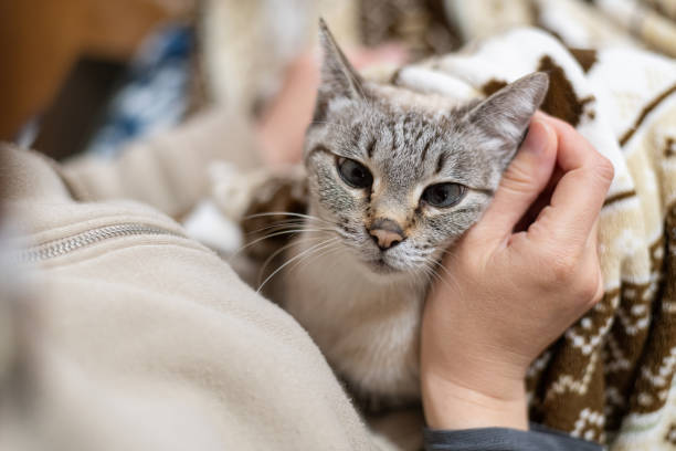 istock person petting a cat 1962264472