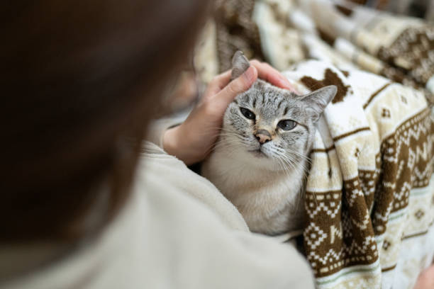 istock person petting a cat 1962264987
