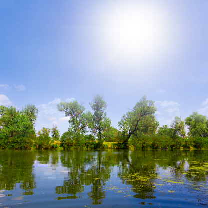 calm summer lake with trees on coast at sunny day