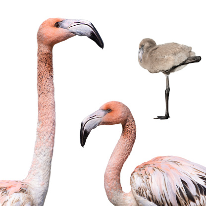 pink flamingo and little flamingo isolated against white background