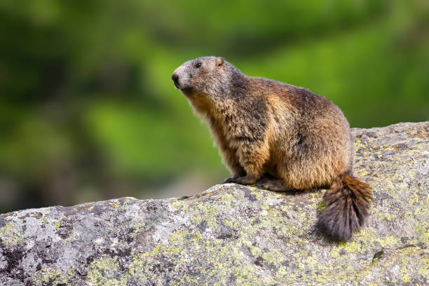 istock Alpine marmot (Marmota marmota) at Binntal Nature Park (Valais, Switzerland) 1962289246
