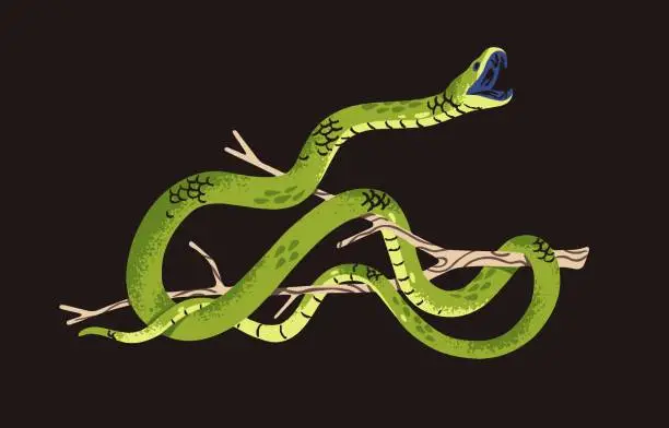 Vector illustration of Western green mamba in attack posture. Venomous snake on tree. Tropical cold blooded animal on branch. Exotic serpent with open mouth. African rainforest fauna. Flat isolated vector illustration
