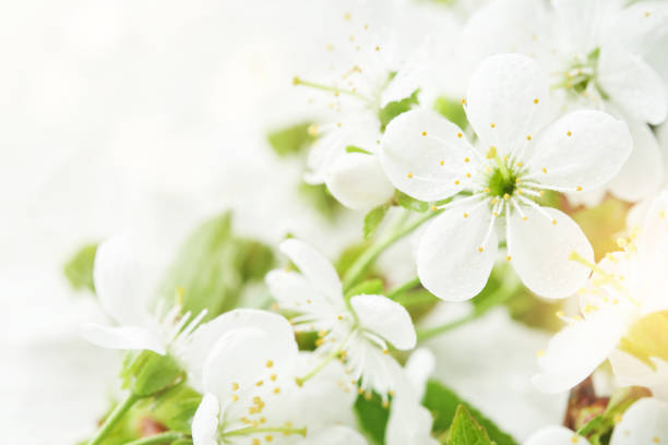 istock Spring background with white apple or cherry blossoms and wooden background. Easter or Passover spring greeting cards with copy space. Natural plants landscape, ecology, fresh wallpaper concept Mockup 1962295519