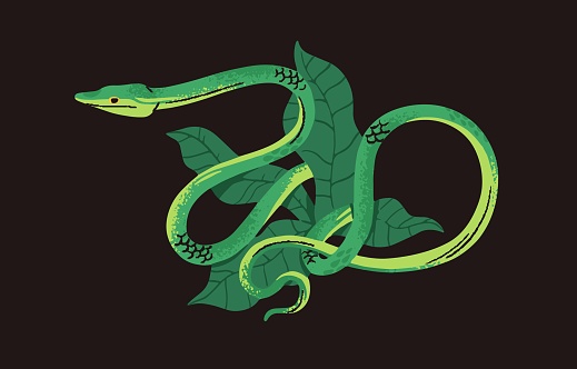 Green vine snake in tree leaves. Exotic jungle poisonous serpent. Tropical venomous reptile with long slim body. Rainforest fauna, colored cold blooded animal. Flat isolated vector illustration.