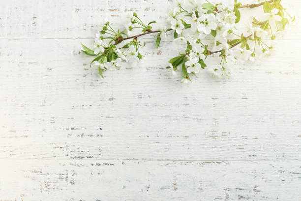 istock Spring background with white apple or cherry blossoms and wooden background. Easter or Passover spring greeting cards with copy space. Natural plants landscape, ecology, fresh wallpaper concept Mockup 1962296039