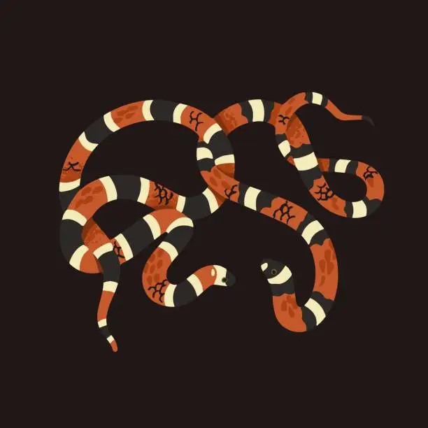 Vector illustration of Scarlet kingsnake with striped scale. Milk snake with ornamented skin. Venomous coral viper, American cobra. Exotic serpent, cold blooded animal. Tropical fauna. Flat isolated vector illustration