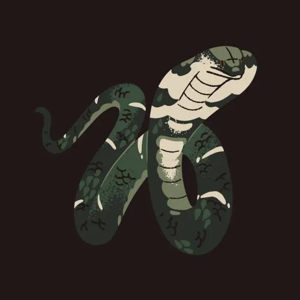 Vector illustration of King cobra with extended hood in attack posture. Exotic venomous snake, serpent with patterned scale. Tropical poisonous cold blooded animal. Asia rainforest fauna. Flat isolated vector illustration