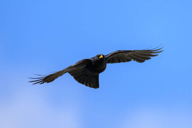 istock Alpine Chough flying on a sunny day blue sky 1962320377