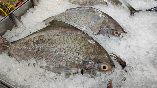 Fresh bright-eyed fish sprinkled with ice from the sea of ​​Thailand sold in a Bangkok supermarket.