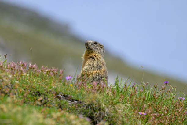 istock An alpine marmot in a meadow on a sunny day in summer 1962323611