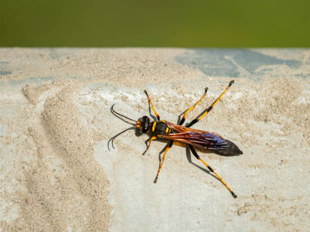 istock Closeup of a big mud dauber wasp 1962326802