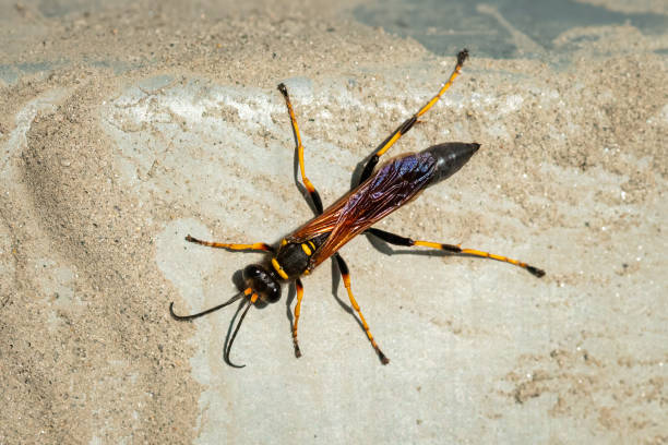 istock Closeup of a big mud dauber wasp 1962326814